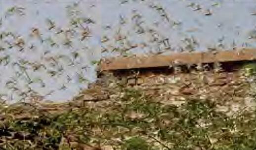 टिड्डी दल के हमले का हो सकेगा पूर्व अनुमान