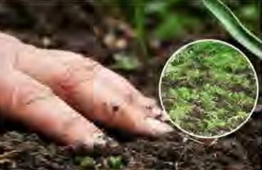 हरी खाद सवारें मिट्टी के गुण