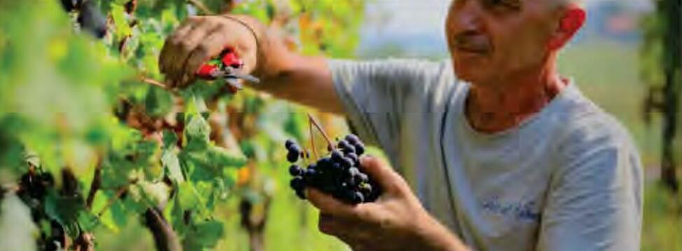 फल एवं सब्जियों का कटाई उपरान्त रखरखाव