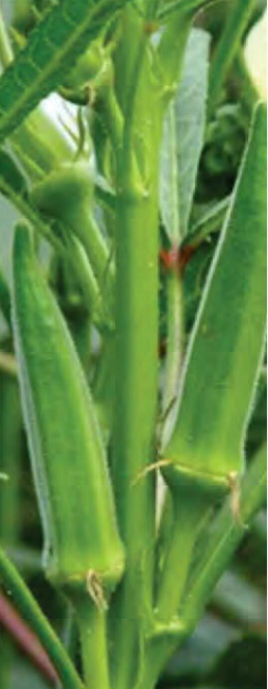 वैज्ञानिक विधि से भिंडी उत्पादन की उन्नत खेती