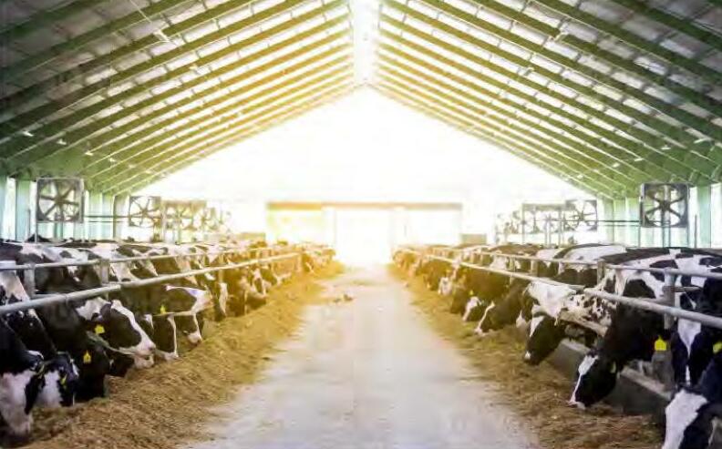 पशुओं में खनिज मिश्रण का महत्व