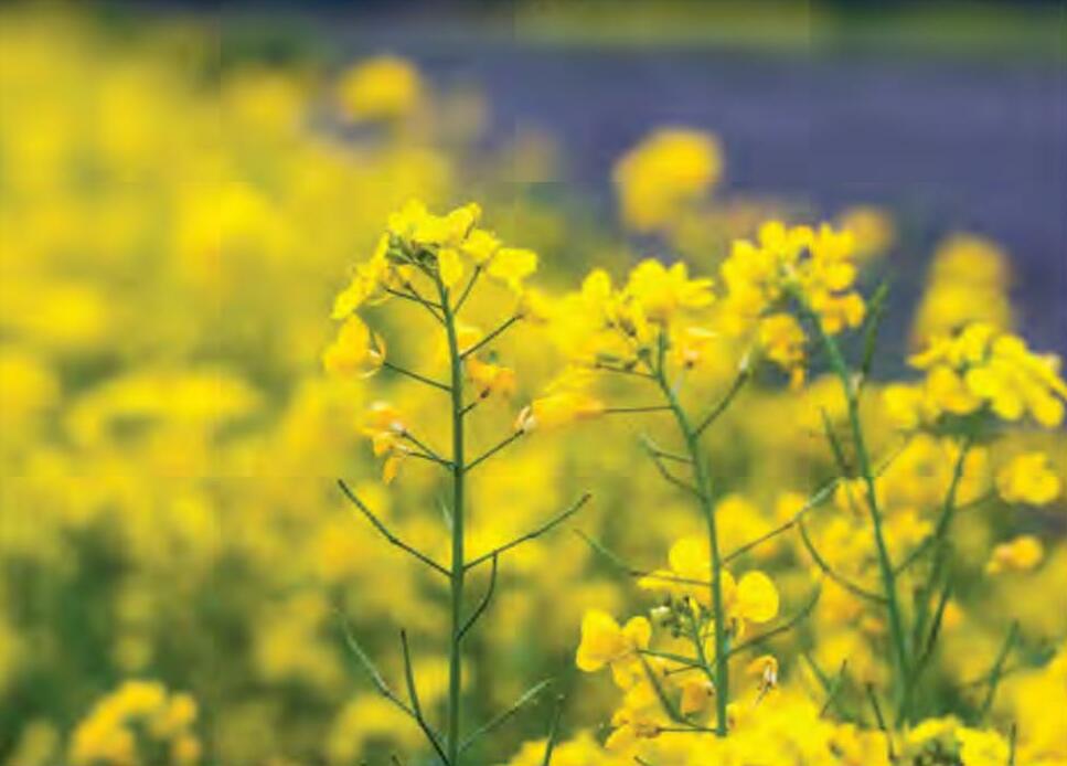 बदलते मौसम में सरसों की फसल में कीट प्रबंधन