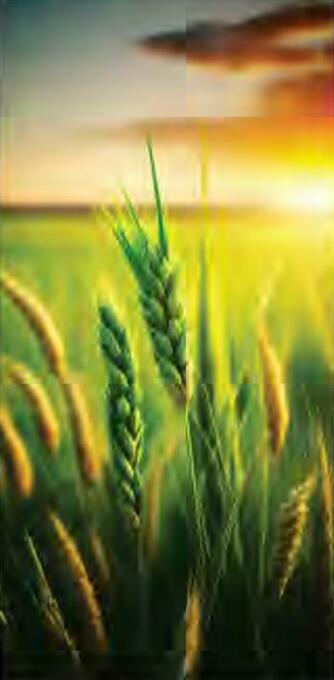 गेहूं फसल की सिंचाई कब और कैसे करें?