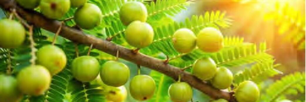 आंवला की खेती की उत्तम पैदावार कैसे प्राप्त करें?