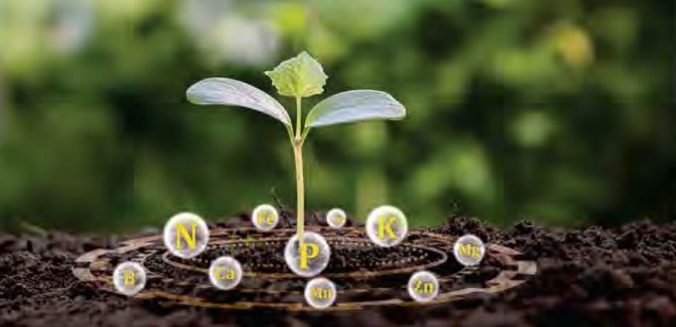 फसलों में सूक्ष्म पोषक तत्वों का महत्व