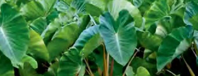 घुइया या अरवी की खेती में कीट एवं रोगों का प्रबंधन