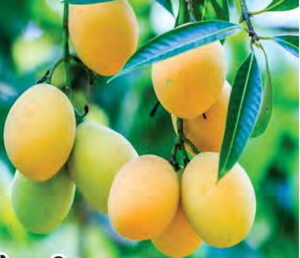 फलों के पेड़ लगाने की करें तैयारी