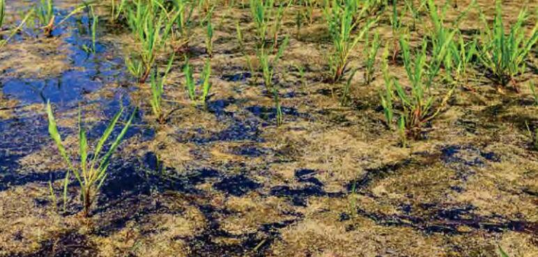 मीथेन उत्सर्जन बढ़ रहा है दलदली भूमि से