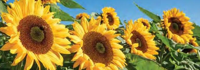 कृषि विविधीकरण में सूरजमुखी सहायक