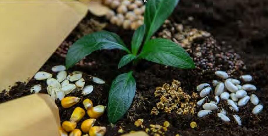 "बीज व्यवसाय एवं गुणवत्ता का द्वंद्व"