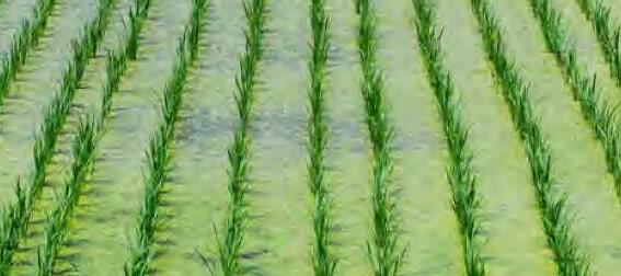 नील हरित शैवाल एक जैविक खाद