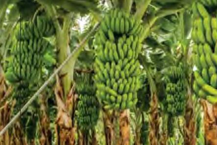 वैज्ञानिकों ने खोजा केले के 'स्किपर कीट' का स्रोत