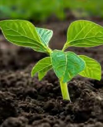 मृदा स्वास्थ्य की रक्षा से ही संभव है भोजन सुरक्षा