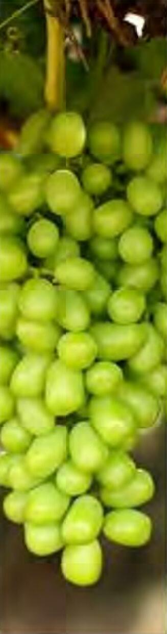 अंगूर के बागों में फैल रही है खतरनाक बीमारी