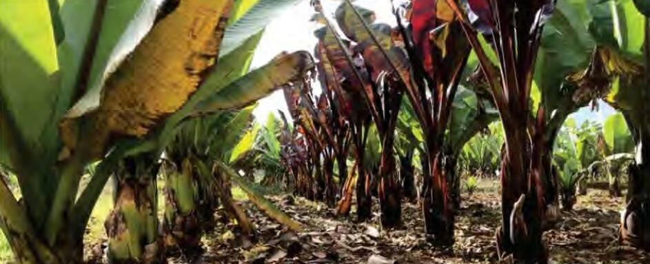 जलवायु परिवर्तन से पड़ रहा प्रभाव केला निर्यात पर