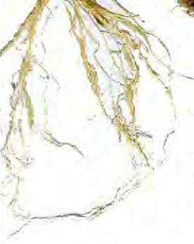 सूत्रकृमि जांच के लिए विभिन्न फसलों में मिट्टी से नमूना लेने की विधियां व उनका महत्व