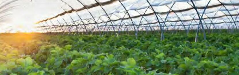 पॉली हाउस में सब्जियों का उत्पादन