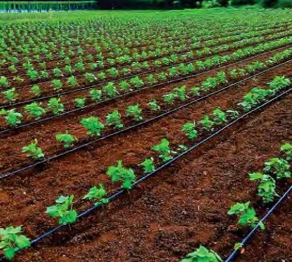 कपास में जल का सही उपयोग अच्छी उपज में देगा सहयोग