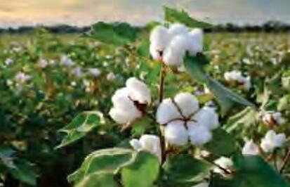 सिर्फ एन. पी. के. ही डालोगे तो कपास को कैसे पालोगे