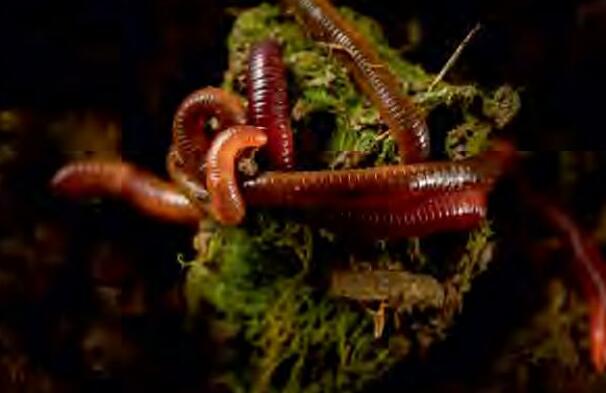 केंचुआ खाद के महत्व को पहचानिये