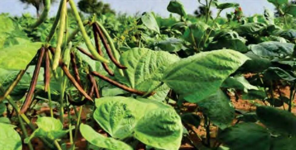 मूंग की खेती की उचित पैदावार कैसे लें?