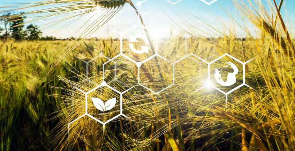 माइक्रोप्लास्टिक के कारण गिर सकती है गेहूं- धान और मक्का की पैदावार