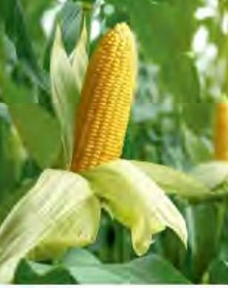 मक्का की खेती की उचित देखभाल और पैदावार