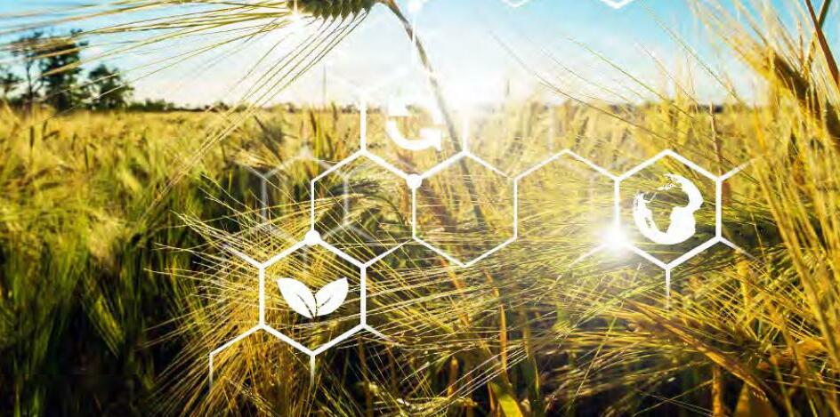 माइक्रोप्लास्टिक के कारण गिर सकती है गेहूं- धान और मक्का की पैदावार