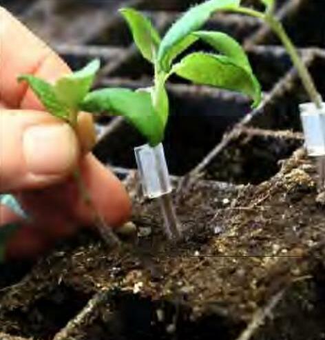 अब सब्जियों में भी होगी 'ग्राफ्टिंग'