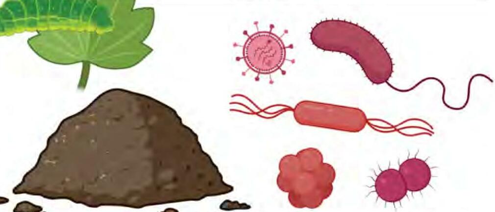 जैविक खेती में सूक्ष्म जैविक नियंत्रकों का महत्व एवं प्रयोग विधि