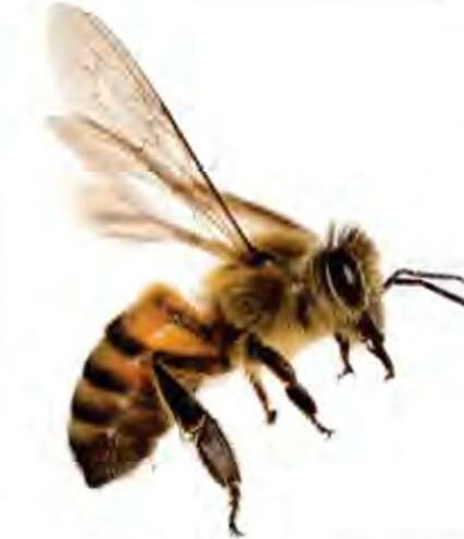 शहद के लिए हजारों किमी. उड़ती हैं मधुमक्ख्यिां