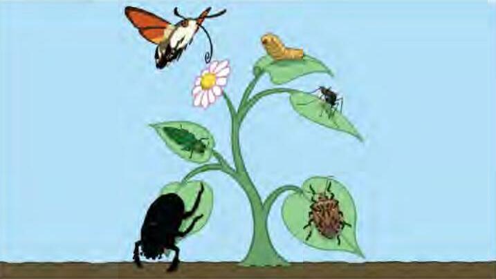 भूमि उपयोग व कीटनाशक दवाएं डाल रही हैं कीट विविधता पर प्रभाव