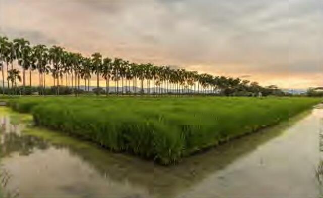 धान की दो नई किस्मों से बढ़ेगी पैदावार