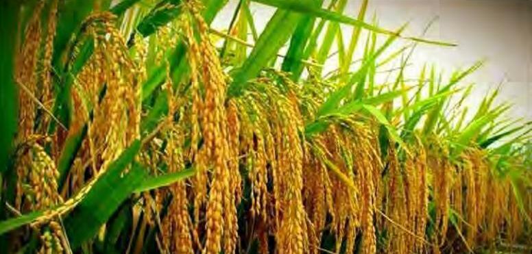 पंजाब सरकार की हाईब्रिड धान पर पाबंदी से किसान एवं व्यापारी चितिंत ....