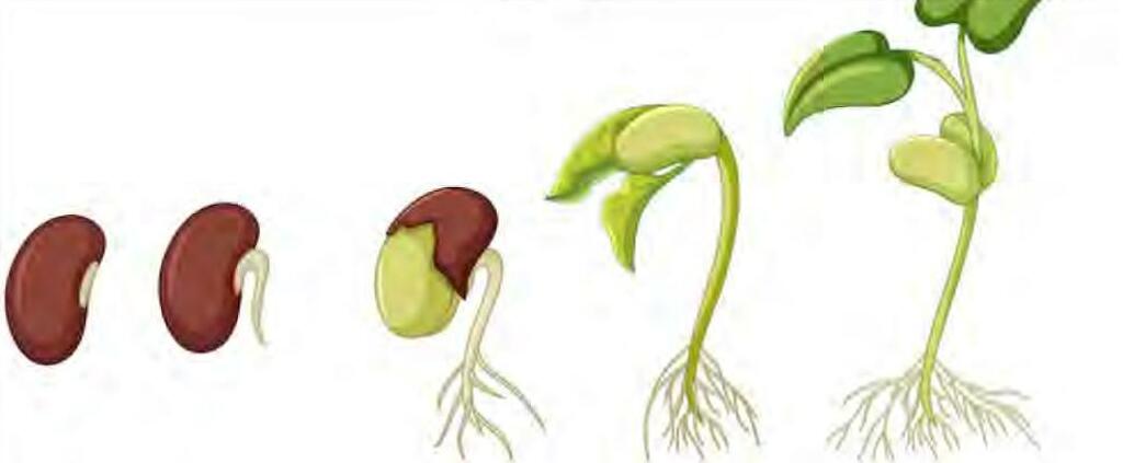 "बीज उत्पादकों के अधिकार पर जानकारी की दरकार"