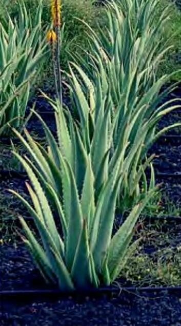 औषधीय गुणों का भंडार और संजीवनी है एलोवेरा