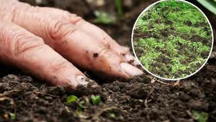 हरी खाद उगाएं मिट्टी की उर्वरा शक्ति बढ़ायें