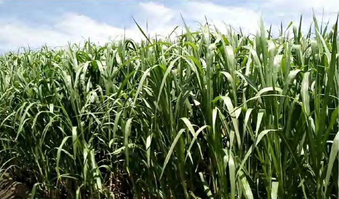 चारा भारत में प्रणालियों को मजबूत करना