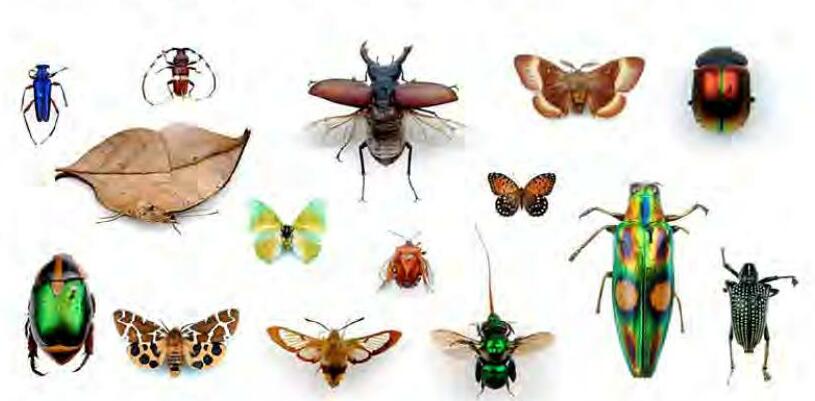 खेती में भूमि बदलाव से घट रही है कीट विभिन्नता