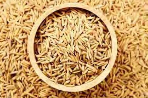 पंजाब में धान के हाइब्रिड बीज पर रोक