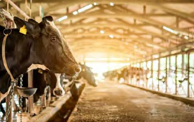 घटते पशुधन ठोस उपायों की जरूरत