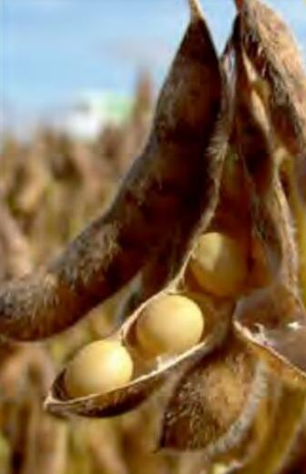 सोयाबीन की उत्तम खेती एवं पैदावार