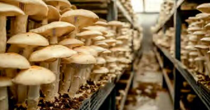 औषधीय और पोषणीय विशेषताओं वाले विविध बहुमूल्य मशरूम