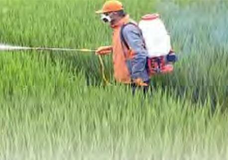 धान में पोषक तत्वों खाद एवं उर्वरक का महत्व