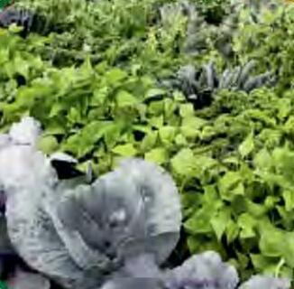 टिकाऊ खेती के लिए फसल विविधता की आवश्यकता