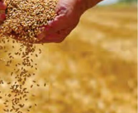 वित्त वर्ष 2025 में कृषि क्षेत्र में खाद्यान्न उत्पादन की मजबूत वृद्धि दर्ज की गई