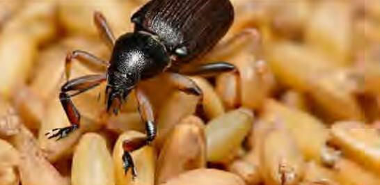 कटाई के बाद अनाज में फफूंद संक्रमण कारण, प्रभाव और समाधान