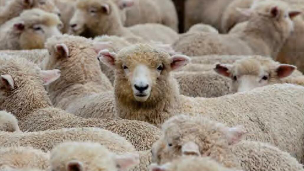 कश्मीर कृषि विश्वविद्यालय ने पहली जीन संपादित भेड़ विकसित की