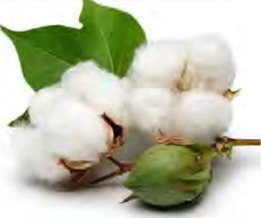 कपास में होगा आर्थिक नुकसान, जो नहीं किया बीमारियों का निदान