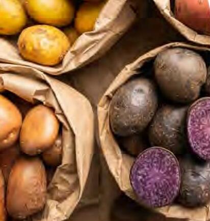 अंतर्राष्ट्रीय आलू दिवस विशेष